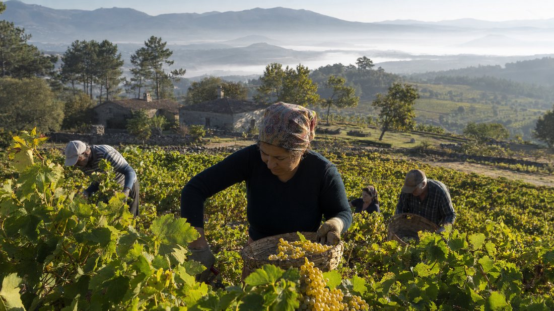 Vindima de uvas brancas ao amanhecer, com cestos de verga e a névoa nos vales do Dão